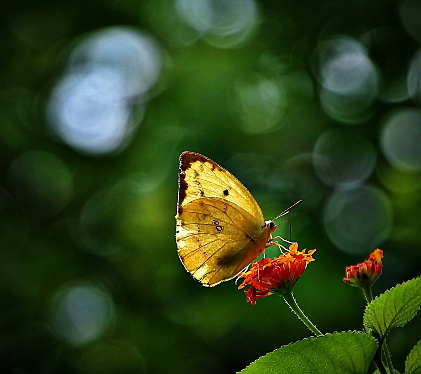 Лимонница желтая бабочка сидит. Жёлтая бабочка. Весенние бабочки. Красивая желтая бабочка.
