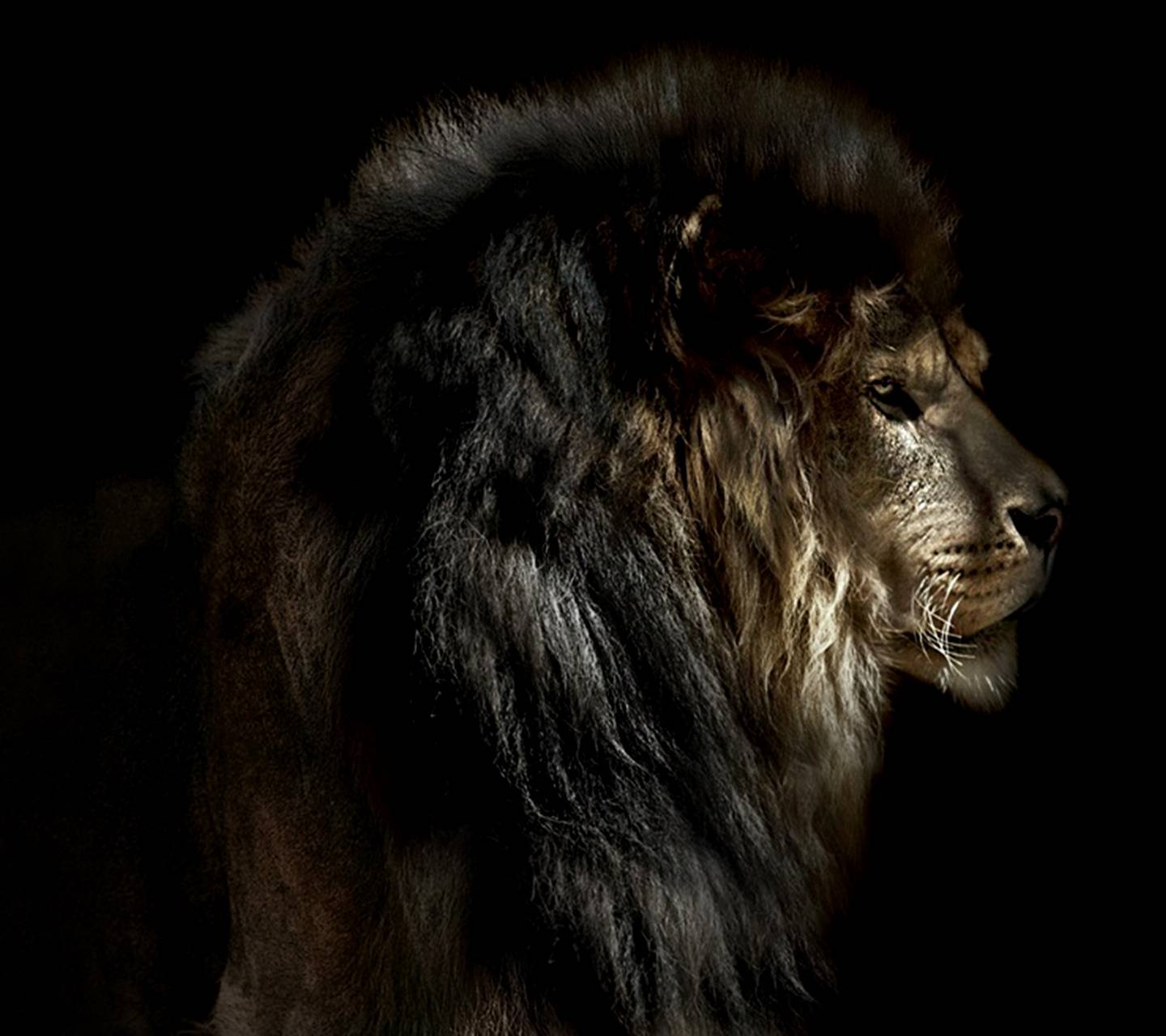 Черный лев 8. Черный Капский Лев. Лев фото. Темный Лев. Лев с черной гривой в природе.