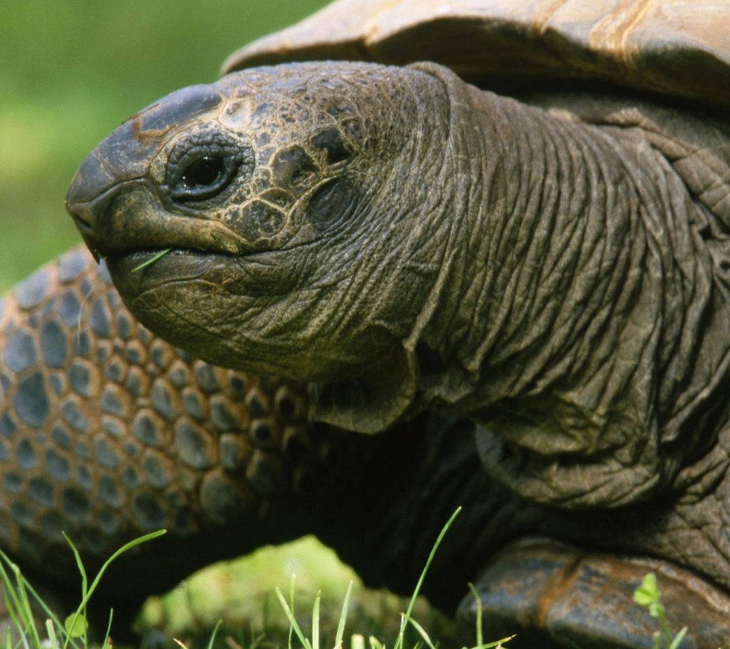 Ютуб черепахи. Тортуга черепаха Тортуга. Суматранская черепаха. Пресмыкающиеся черепахи. Черепаха Тортилла фото.